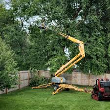 Best Tree Maintenance Programs  in Lloyd Harbor, NY