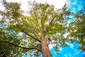 Best Tree and Shrub Care  in Lloyd Harbor, NY