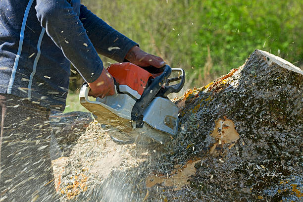 Lloyd Harbor, NY Tree Removal Pros