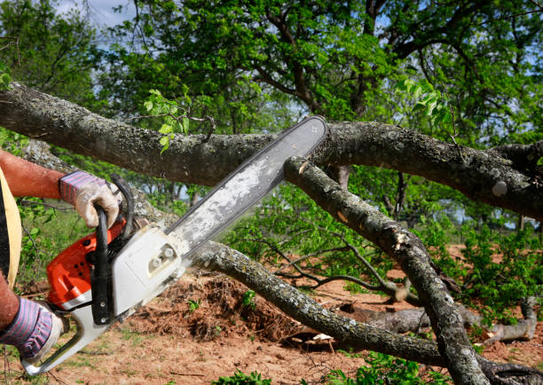 Best Lawn Maintenance Plans  in Lloyd Harbor, NY